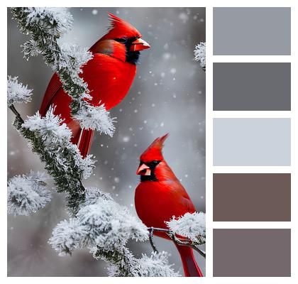 Winter Red Cardinals Birds Image